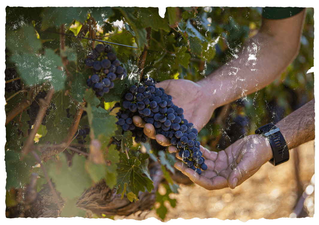Vineyard/Philosophy/Sustainability - Muratie Wine Estate